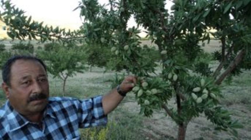 Badem Ağacı Sayısı Her Ge&ccedil;en G&uuml;n Artıyor