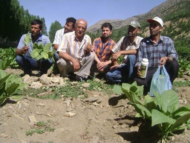 Doğanşehir’de Çiftçi Tedirgin 1