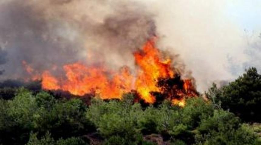 Yangınlar Doğal Dengeyi Bozuyor