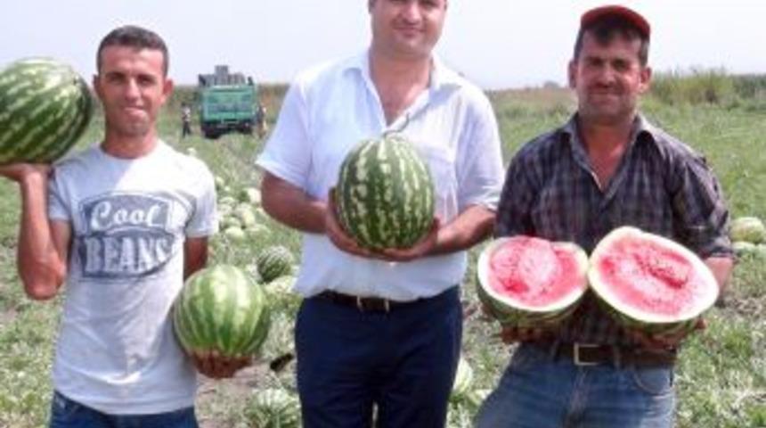 Ceyhan&rsquo;ın Kabak Aşısız Orijinal Karpuzuna Ilgi B&uuml;y&uuml;k