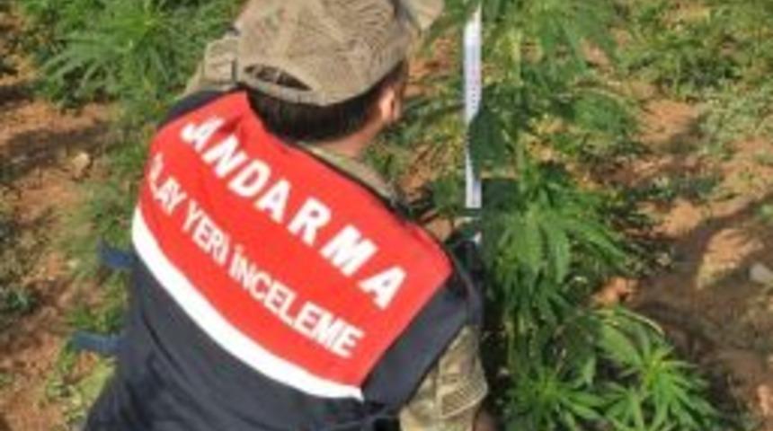 Başkale&rsquo;de 162 Bin K&ouml;k Hint Keneviri Ele Ge&ccedil;irildi