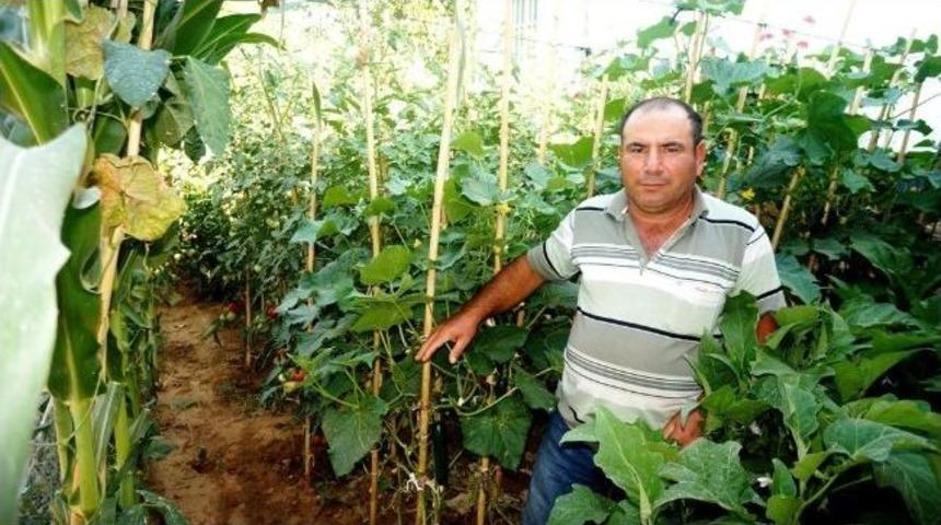 Sarıg&ouml;ll&uuml; &Ccedil;ift&ccedil;ilerin 'domuz' İsyanı