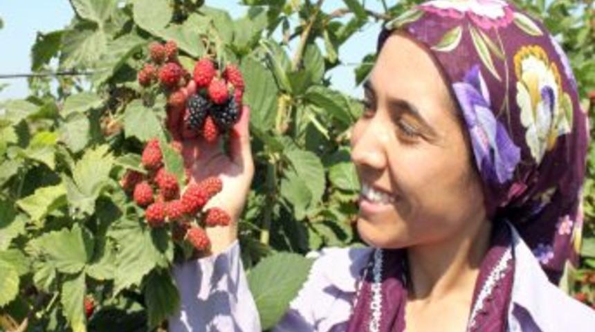 Silifkeli &Ccedil;ift&ccedil;iler B&ouml;ğ&uuml;rtlen Hasadına Başladı