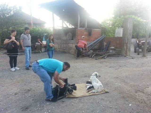 Dadalı Köyü Trt Ekranlarına Çıkacak