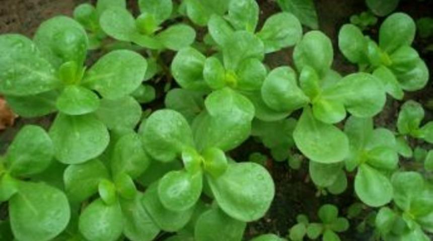 Semizotu Omega 3 Deposu