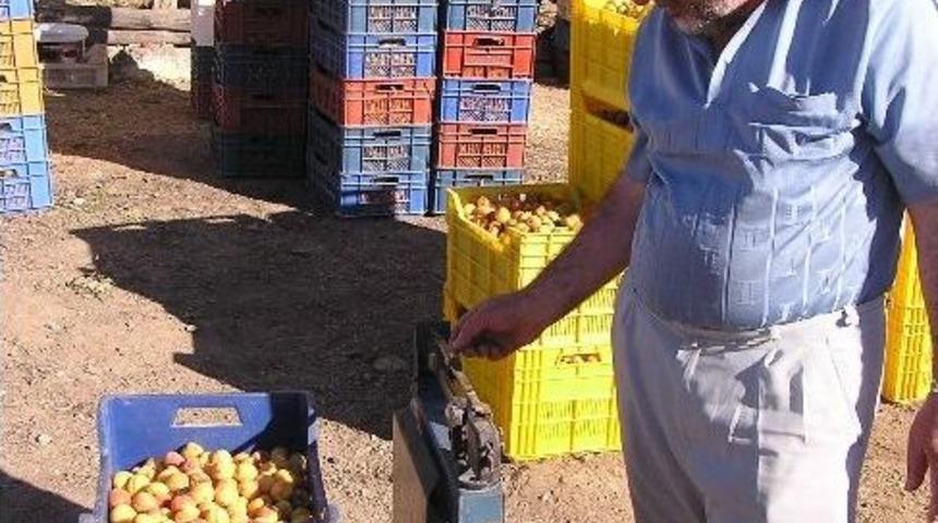 Iskarta Kayısı 25 Kuruş