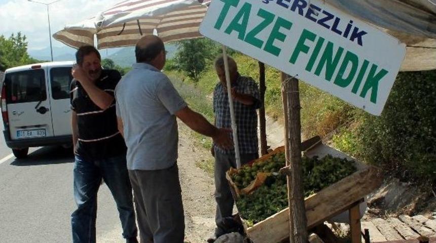 Sezonun İlk Fındığı Tezgahta Yerini Aldı