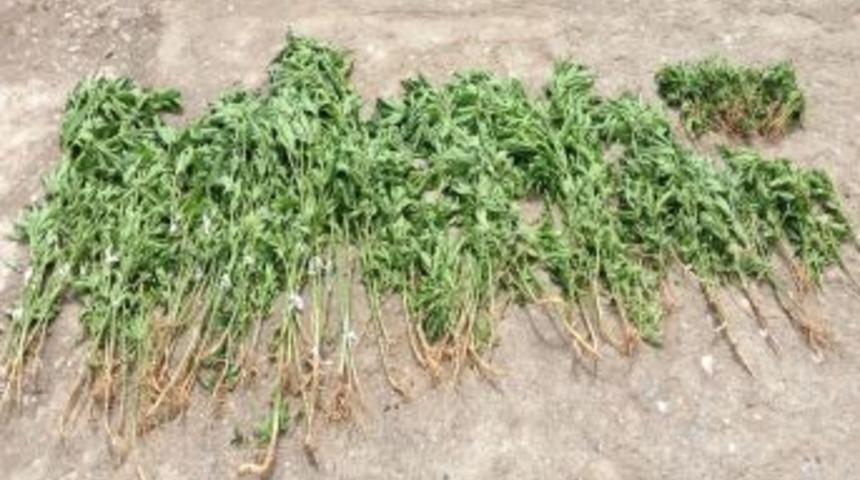 160 K&ouml;k Hint Keneviri Imha Edildi