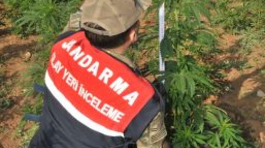 Van'da 162 Bin K&ouml;k Keneviri Ele Ge&ccedil;irildi