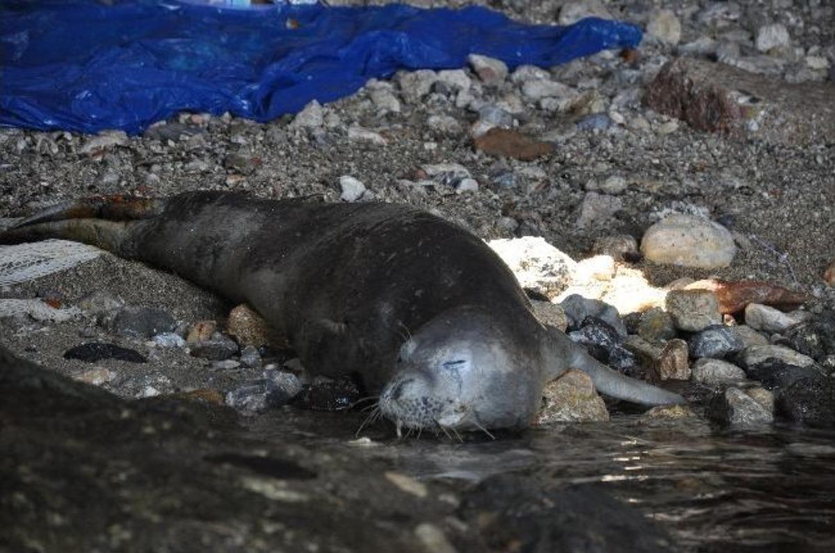 Alanya, Yaralı Fok İ&ccedil;in Seferber Oldu