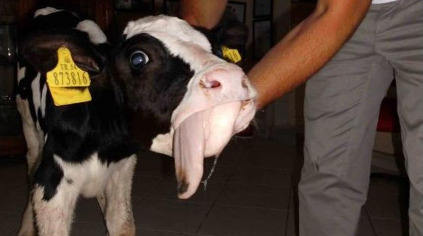 Buzağıya Estetik Ameliyat Yapıldı