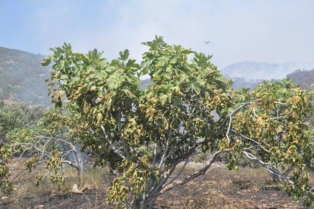 Kuyucak&rsquo;taki Yangın 35 Saatte S&ouml;nd&uuml;r&uuml;ld&uuml; 2
