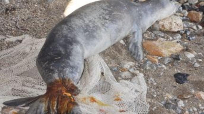 Akdeniz Fokuna Parazit Ve Antibiyotik Tedavisi Yapıldı