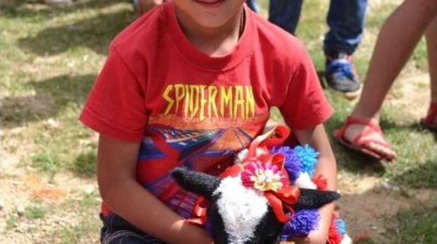 Buzağı Ve Kuzu G&uuml;zellik Yarışması