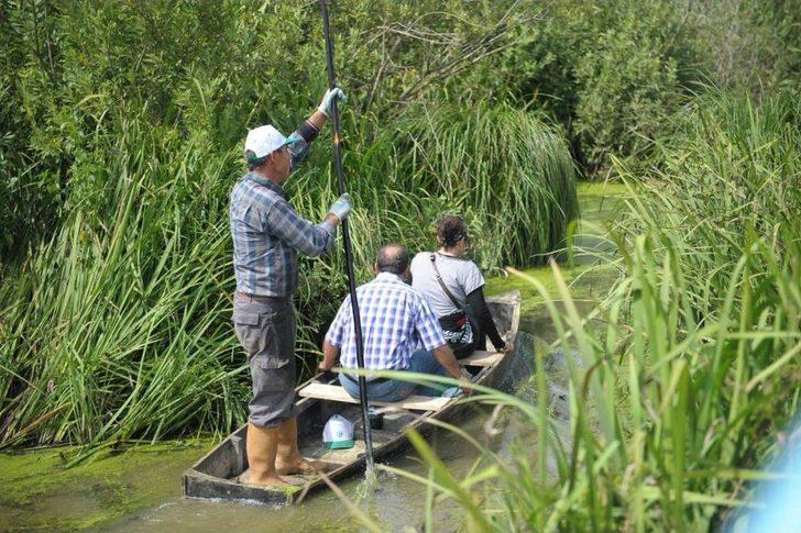 1. Acarlar Longozu Nilüfer Şenliği G1