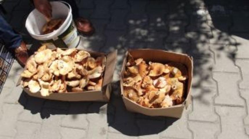 Kanlıca Mantarı 25 TL'den Alıcı Buluyor