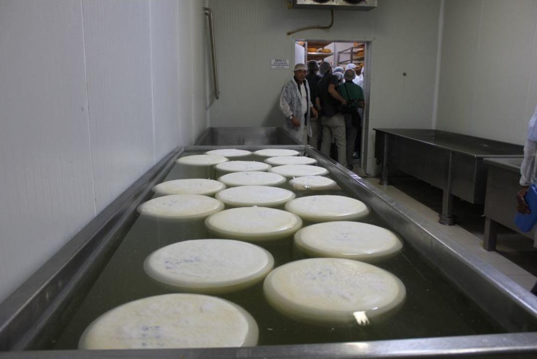 D&uuml;nya Markası S&uuml;t Mam&uuml;lleri &Uuml;retimi I&ccedil;in Manavgat'ta Camış Sayısı Artırılıyor