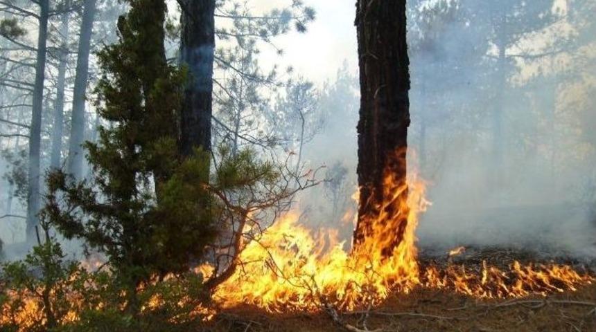 Yaz Sıcaklarında Yangınlar 3 Kat Arttı