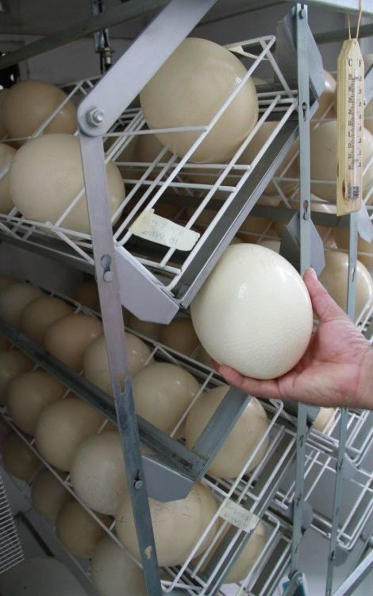 Bu Yumurta Ile 15 Kişiye Omlet Yapılabiliyor