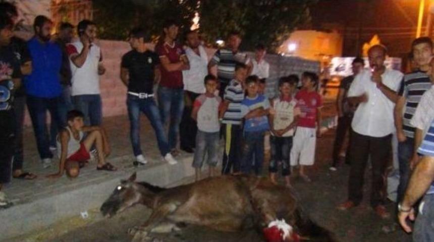 Otomobilin &Ccedil;arptığı At 4 Saat Bekletildi