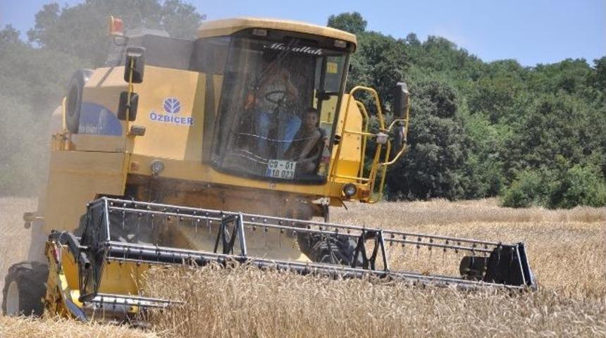 Hububat Hasadı Başladı