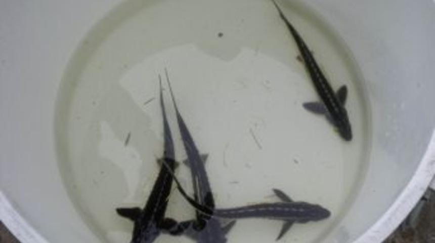 30&rsquo;uncu Mersin Balığı Festivali Yapıldı