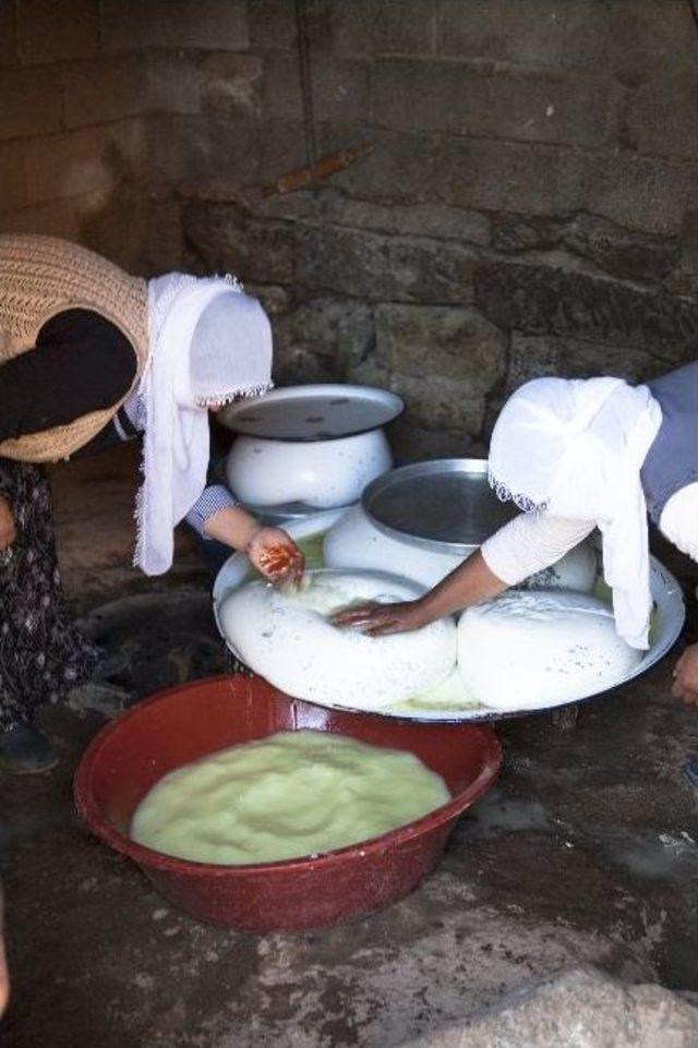 (özel Haber) Doğuda Otlu Peynir Tutma Heyecanı