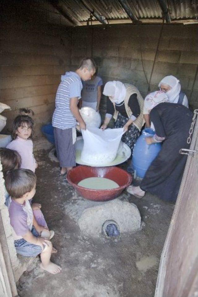 (özel Haber) Doğuda Otlu Peynir Tutma Heyecanı