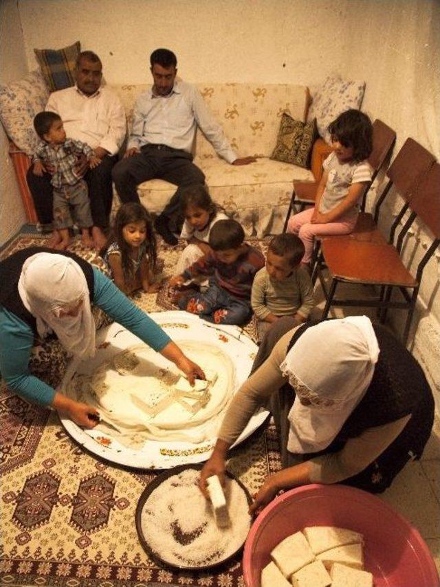 (özel Haber) Doğuda Otlu Peynir Tutma Heyecanı