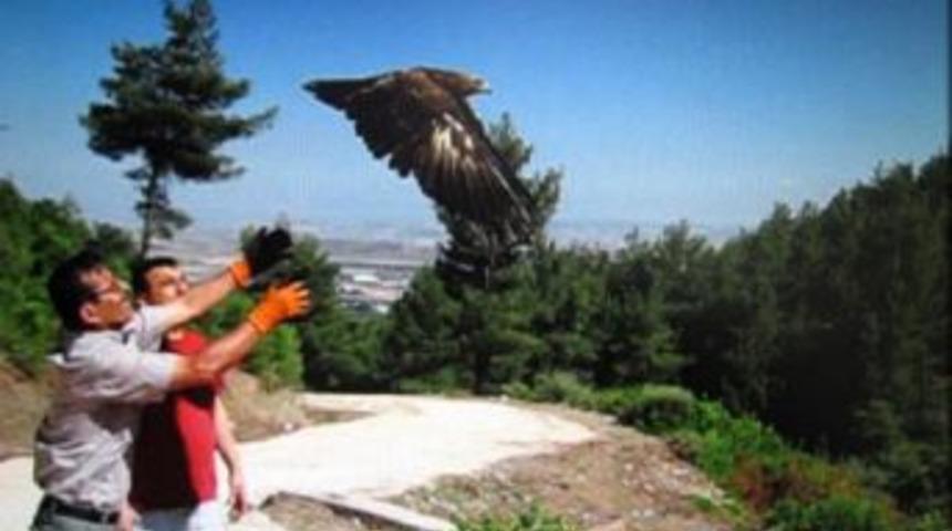 Tedavi Edilen Orman Kartalı Doğaya Bırakıldı