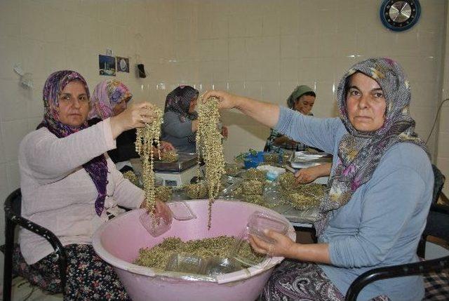 Çiçek Açtığı An Toplanan Sebze