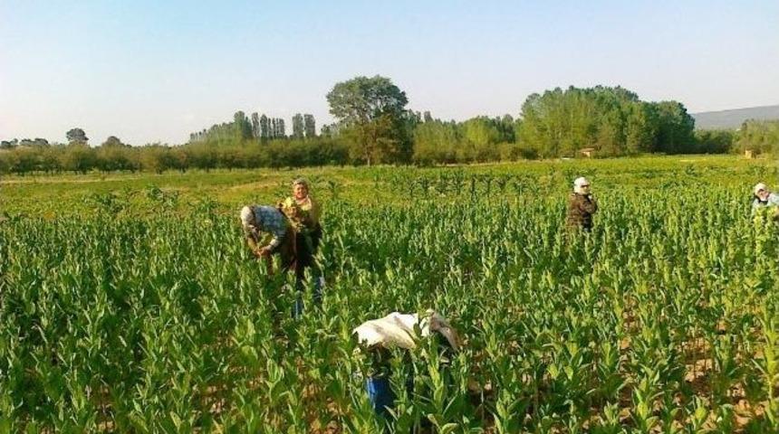 Hasanlar Beldesi'nde 't&uuml;t&uuml;n Ekimi'ne Geri D&ouml;n&uuml;ş