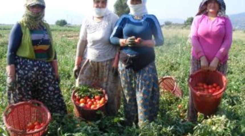 Domates Ve Biber Bu Yıl Rekor Kırdı