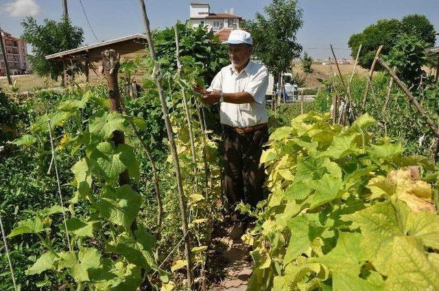 Hobi Bahçesinden İftar Sofralarına