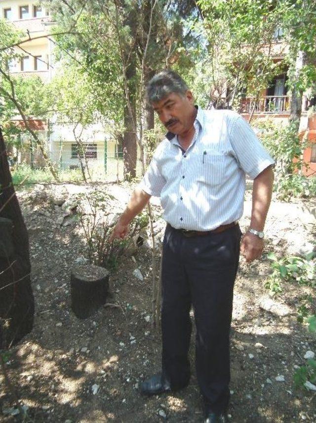 Kütahya’da Ağaç Katliamı İddiası