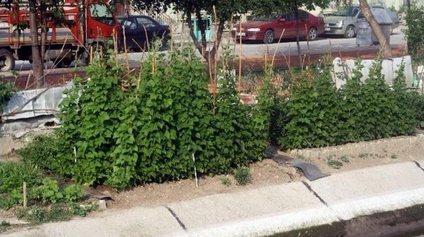 Sulama Kanalı &Ccedil;evresinde Hobi Bah&ccedil;esi