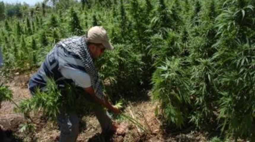 Polisin Dağdaki Uyuşturucu Operasyonu