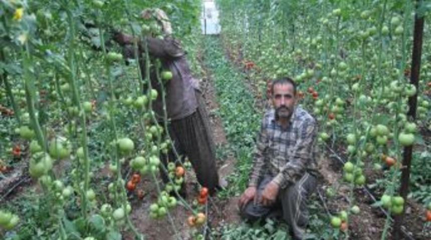 Seralarda &Uuml;retim Planlaması Yapılacak