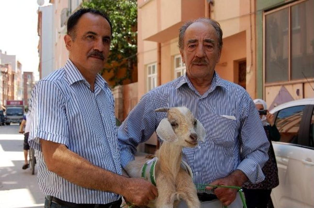 5 Aylık Oğlak Y&uuml;r&uuml;meyi Ortezle &Ouml;ğrendi