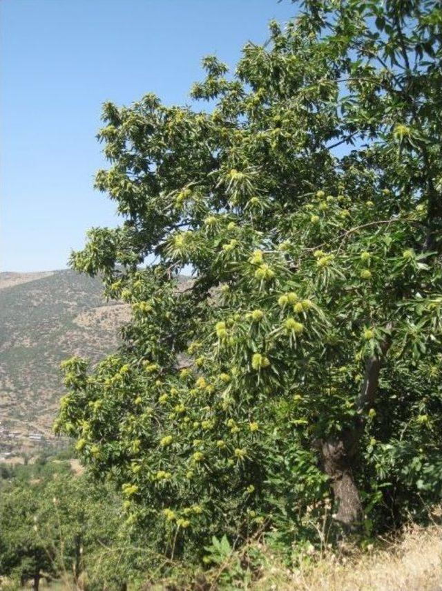 Küçük Menderes Havzasındaki Kestane Üreticilerinin Sorunu Meclis'e Taşındı