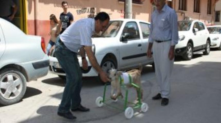 İki Ayağı Fel&ccedil;li Oğlağa Ortez Ayak Takıldı