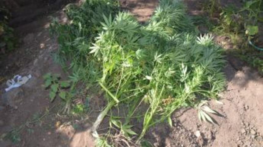 İl&ccedil;e Merkezinde Hint Keneviri Operasyonu