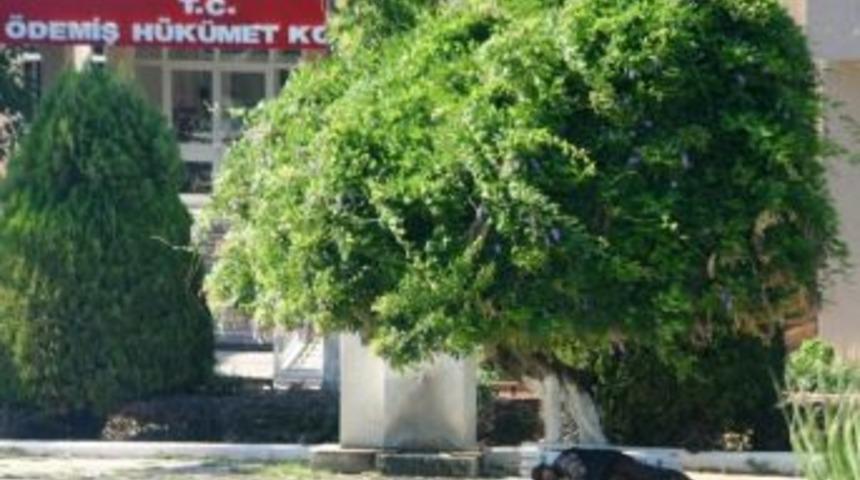 Sıcaklar Kavuruyor, &Ccedil;are Ağa&ccedil; G&ouml;lgesi