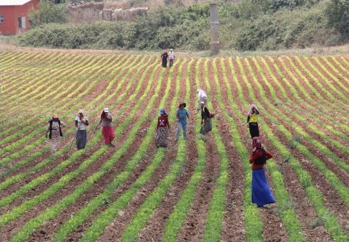 Tarım İş&ccedil;isi &Ccedil;ocuklar 50 Derece Sıcakta &Ccedil;alışıyor