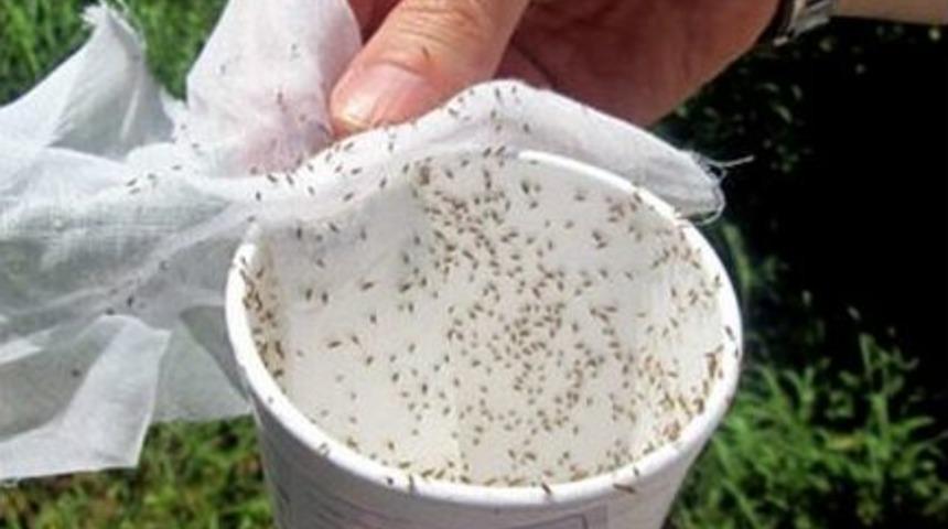 Turun&ccedil;gil Bah&ccedil;elerinde Unlu Bite Karşı Biyolojik M&uuml;cadele Başlatıldı