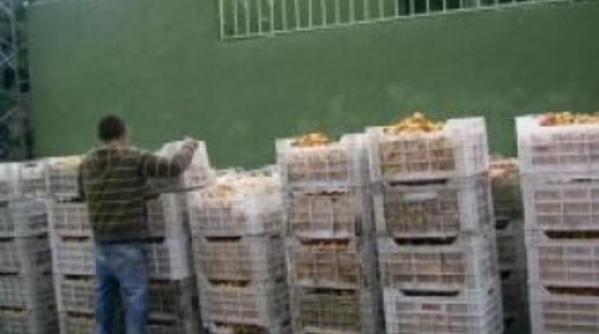 Kağızman&rsquo;da Kayısı &uuml;reticisi perişan, sahip &ccedil;ıkan yok,