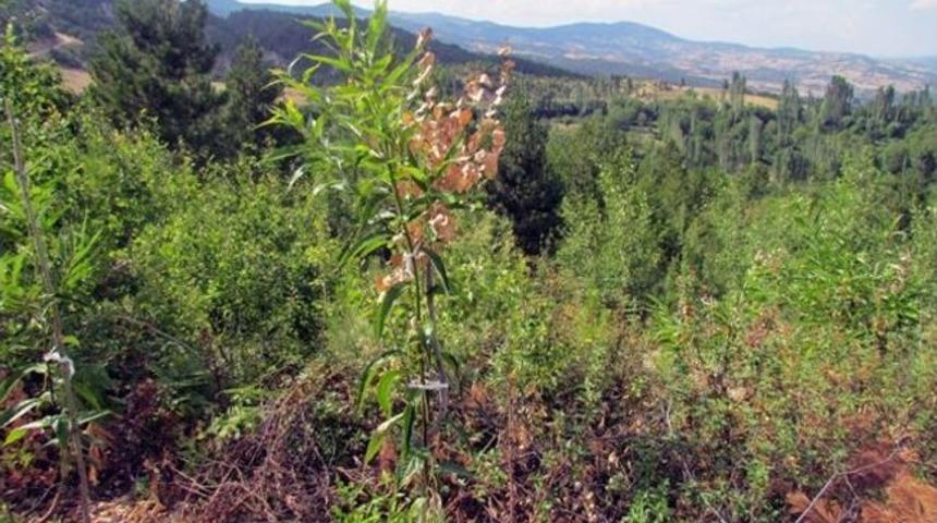 Kestane Ormanları Hayat Buluyor