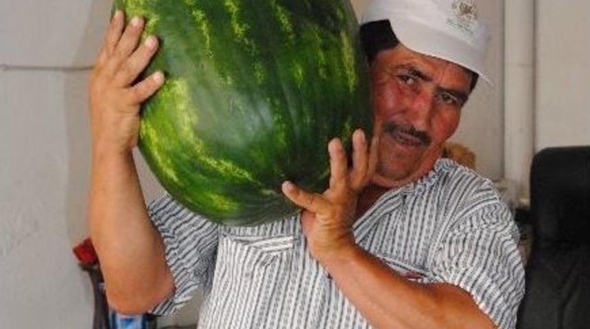 &Ouml;demiş&rsquo;te 35 Kiloluk Dev Karpuz Herkesi Şaşırttı