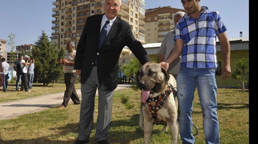 &Ccedil;oban K&ouml;pekleri Yenimahalle&rsquo;de Yarıştı