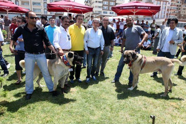 Çoban Köpekleri Yenimahalle’de Yarıştı